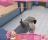 Pet Vet 3D Animal Hospital Demo - screenshot #5