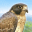 Brave Falcon icon
