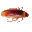 Cockroach Races icon