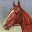 Horse Race Card Game icon